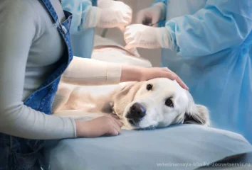 Хирургия в ветеринарной клинике «Зооветсервис»